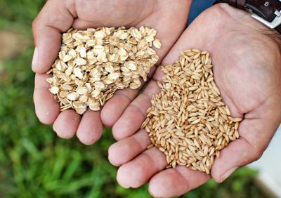 Issue No. 24: Organic oat farming outside of Pittsburgh