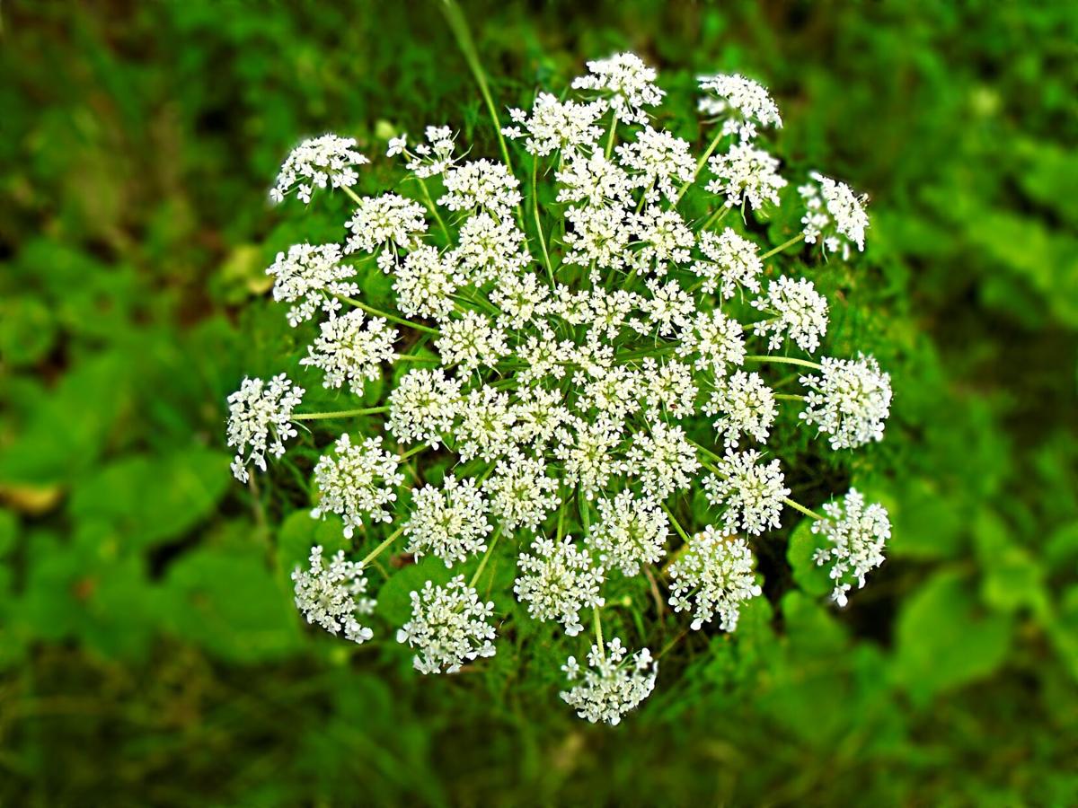 Poison hemlock