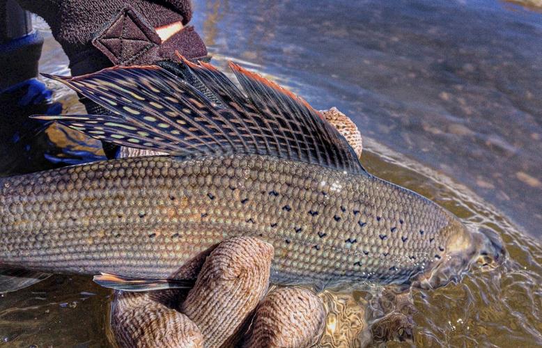Arctic Grayling