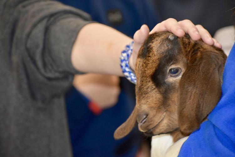 Mount Pleasant Agstravaganza