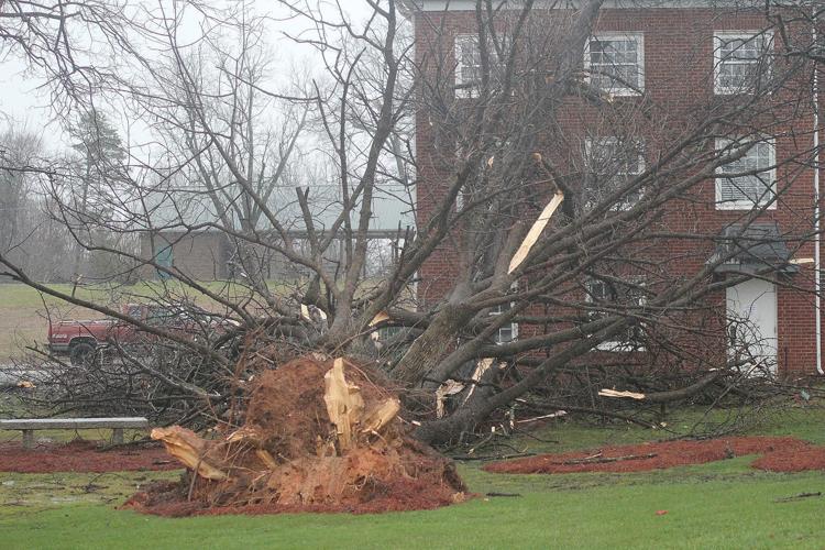 Fallen Tree