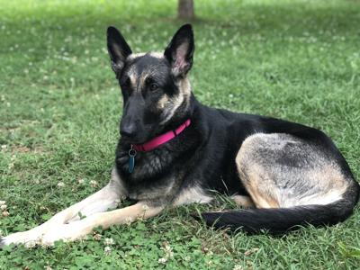 06-22 Pet of the Week Roxy