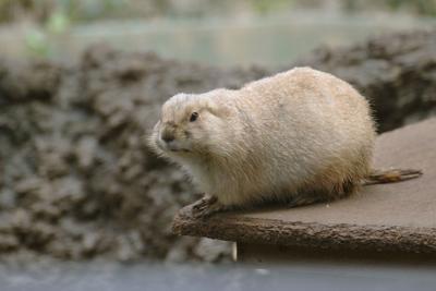 061224-lna-news-white-groundhogs-p1