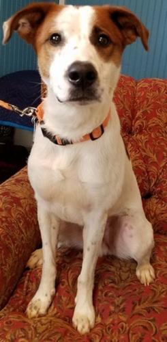 06-03 Pet of the Week Bandit