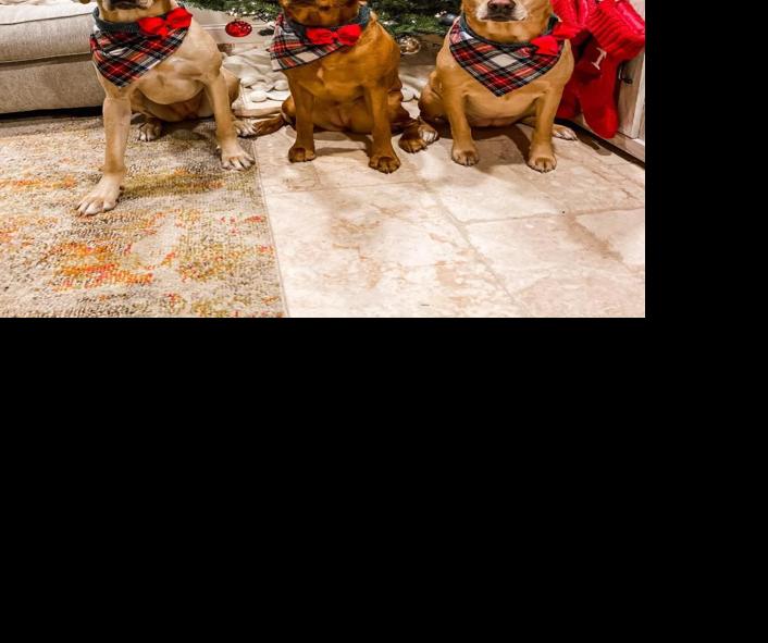 04-19 BRADLEY PINION DOGS.jpg.jpeg