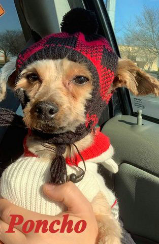 Pet of the week Poncho