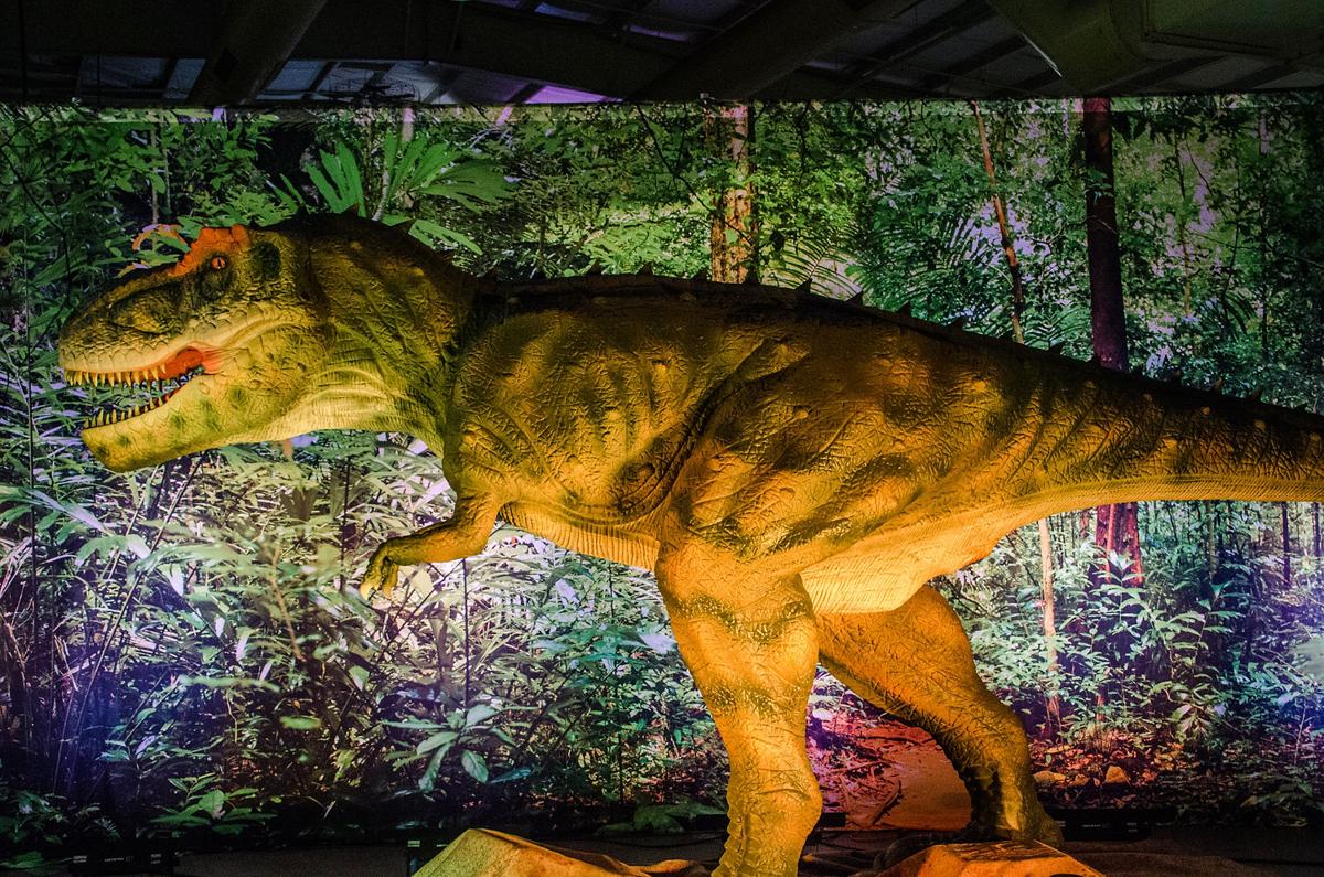 Discover the Dinosaurs | Gallery | independenttribune.com