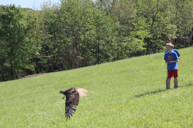 Red Tailed Hawk release
