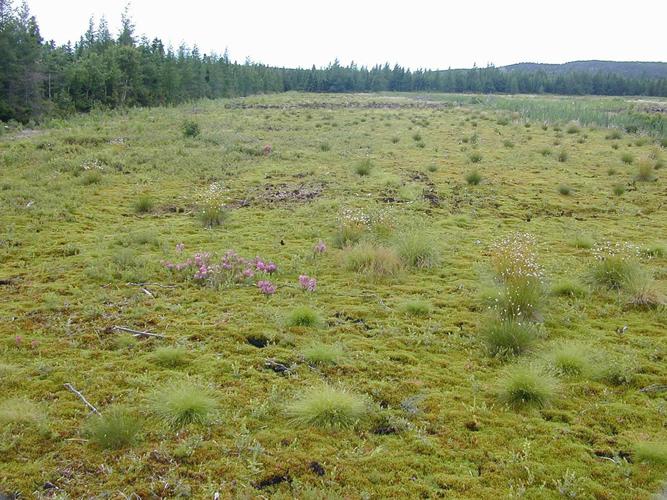 Peat Bog Restored