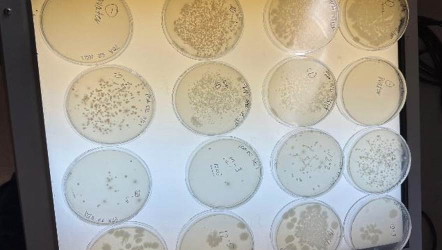 Quantification of Viability