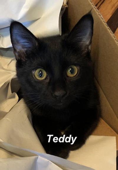 Pet of the Week Teddy
