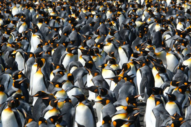 Climate Penguins Adapting