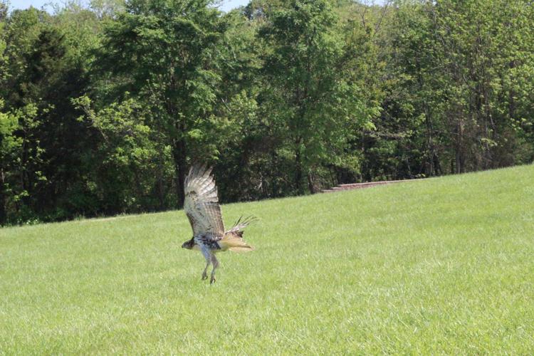 Red Tailed Hawk release