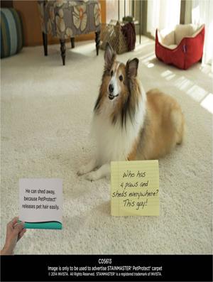 Stainmaster - Pet Proctect