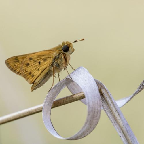 Fiery skipper
