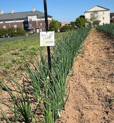 YMCA Share the Harvest Farm