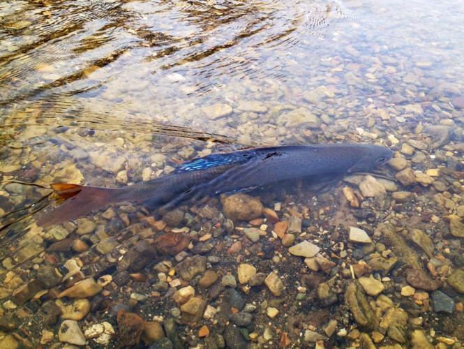 A male Arctic Grayling,