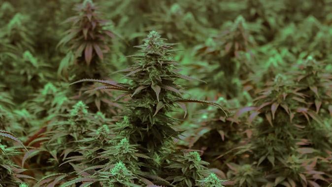 NC's medical marijuana bill recommended by second Senate committee - Vimarsana News