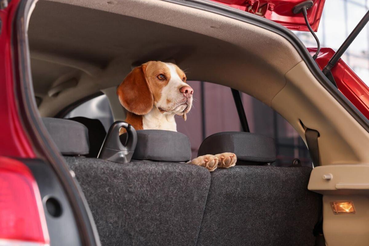 Smooth Sailing: Planning Pet-Friendly Stays for Long-Distance Moves - Image