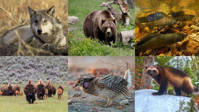 The Endangered Species Act turns 50: A look at the past, present and future of the law