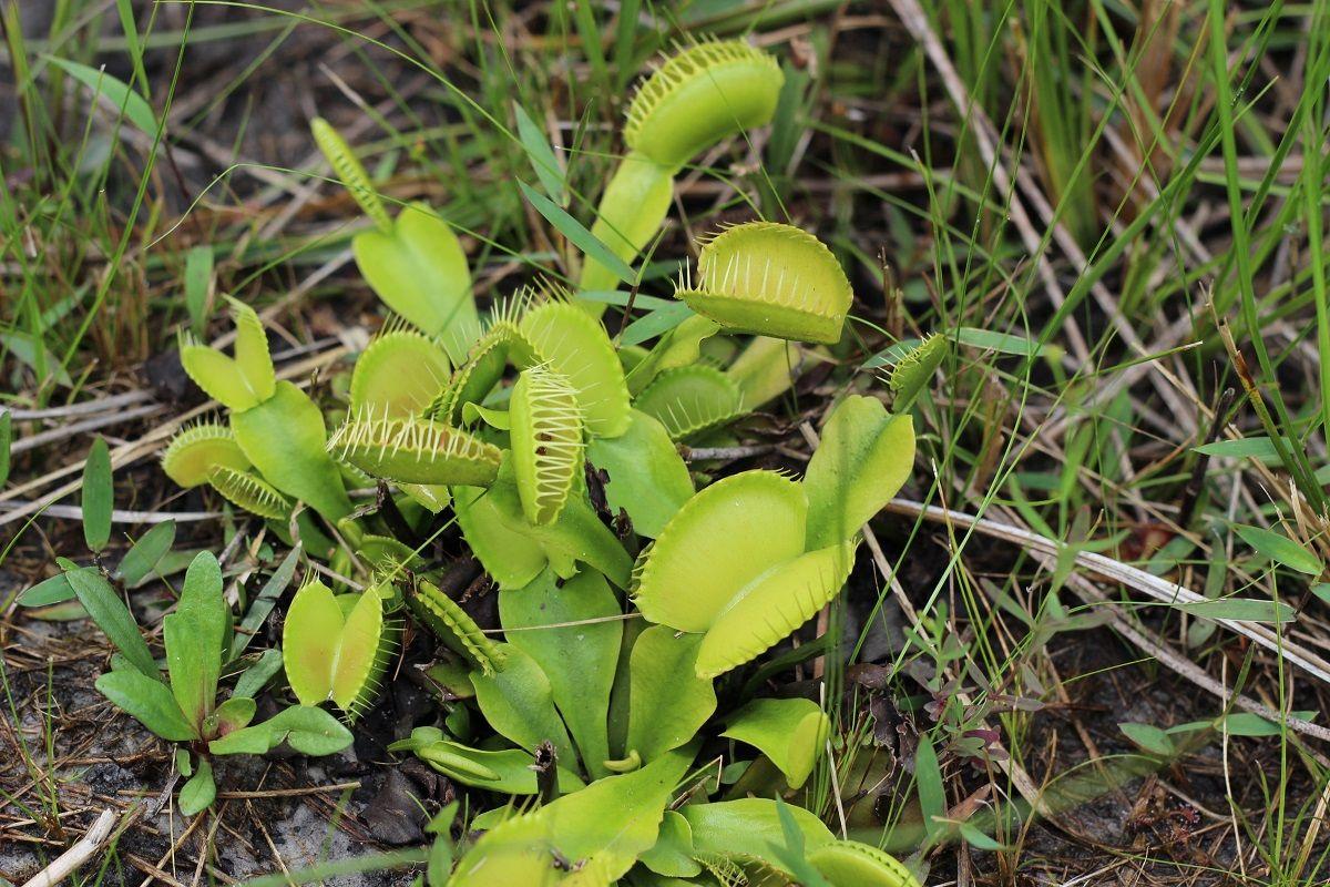 Unique habitat  Venus  flytraps  pitcher plants and others 