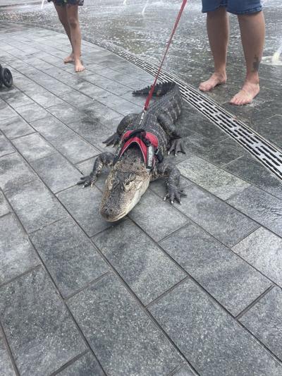 Emotional support alligator cools off at Philadelphia's Love Park