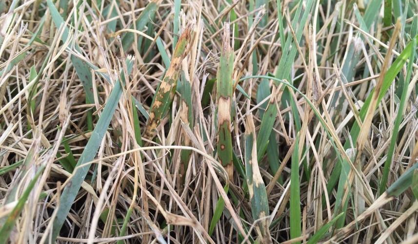 Updates on Turfgrass Disease Management in NC