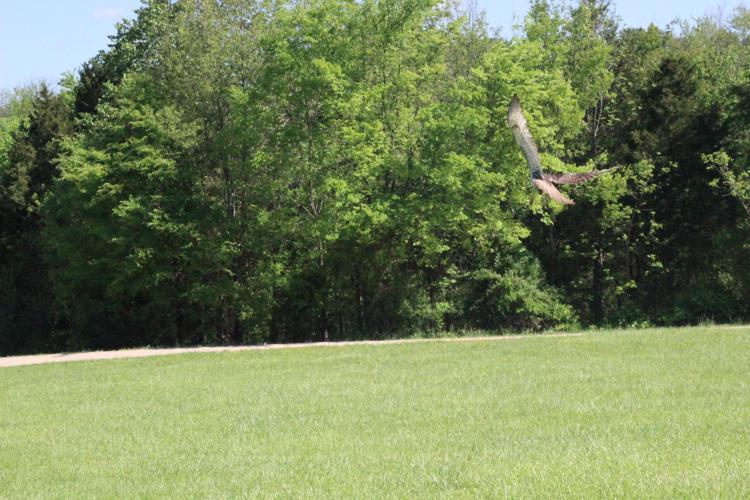 Red Tailed Hawk release