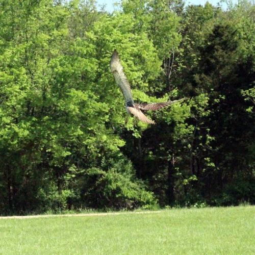 Red Tailed Hawk Release