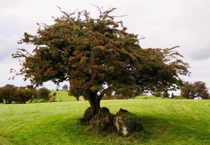 Felling such a magical tree brings terrible misfortune, some say in Ireland.