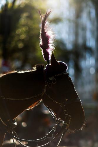 NEW YORK-HORSES/