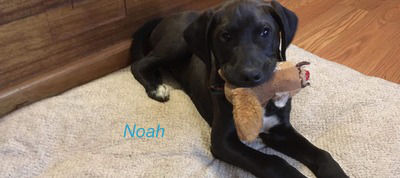 Pet of the Week Noah.jpg