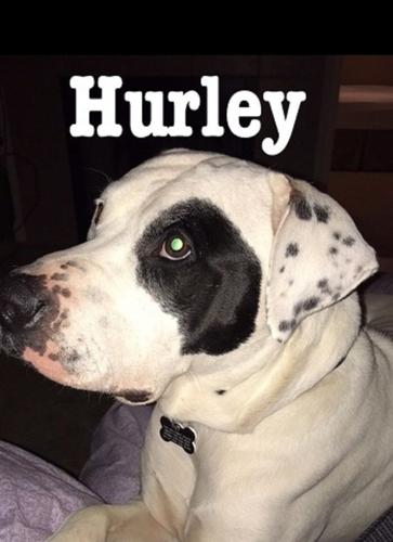 Pet of the Week Hurley