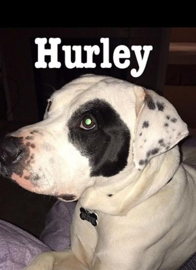 Pet of the Week Hurley