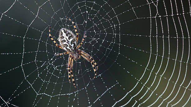 News stories have caught spiders in a web of misinformation