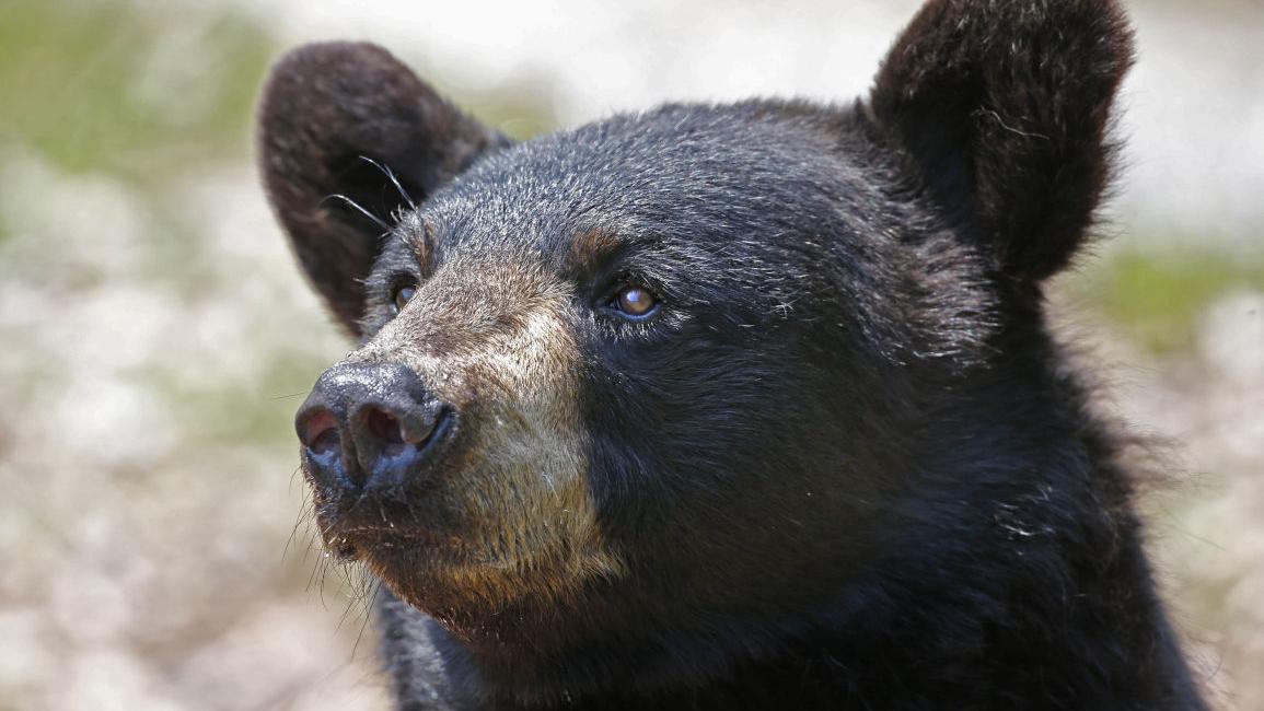 Bear shot in NC yard leads to charges against 70-year-old neighbor, officials say - Vimarsana News