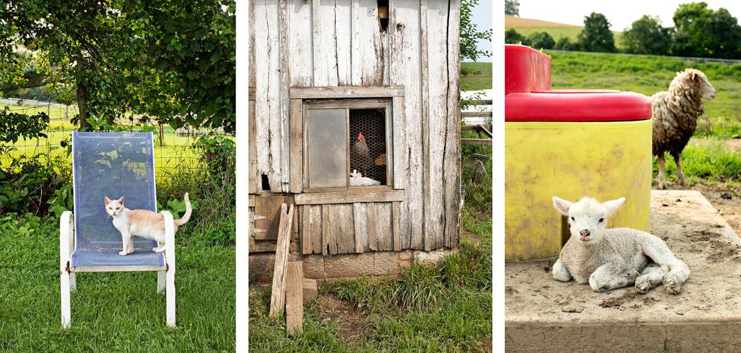 Weatherbury farm scenes