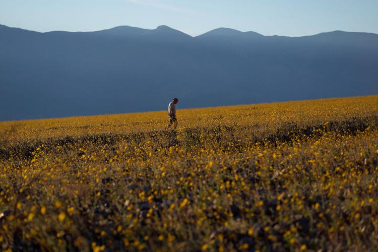 Death Valley Superbloom
