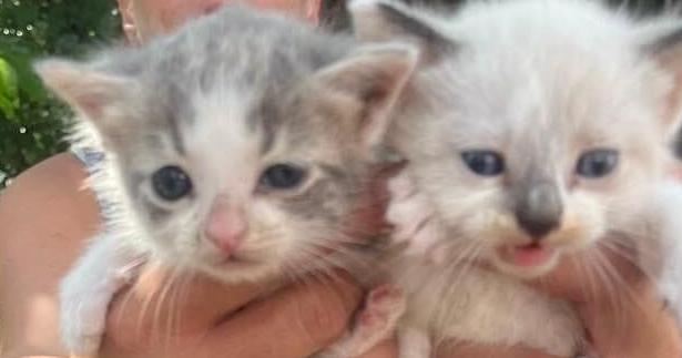 Dogs and cats removed by the dozens from High Point home - Vimarsana News