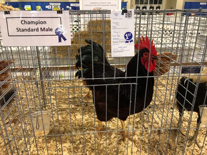 fair rooster.jpg