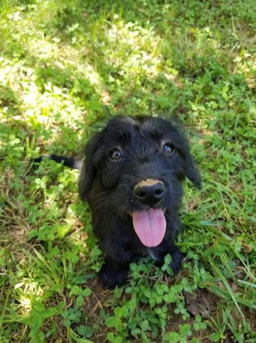 07-05 Pet of the Week Layla.jpg