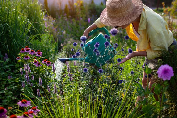 Perennials