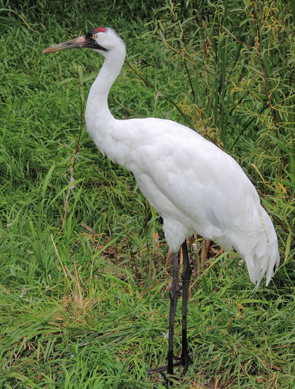 Whooping crane spotted in Kannapolis Latest Headlines