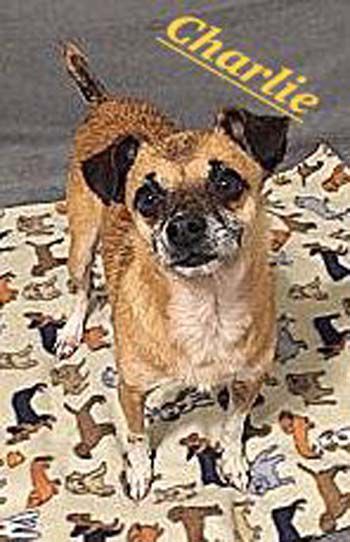 Pet of the Week Charlie