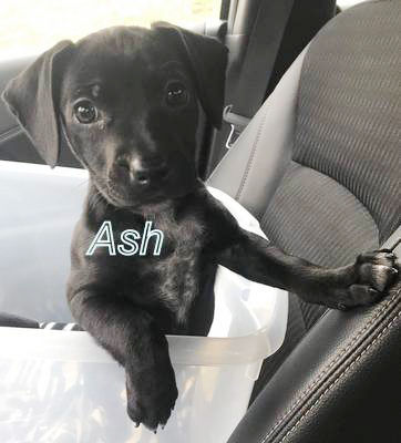 04-19 Pet of the Week Ash .jpg