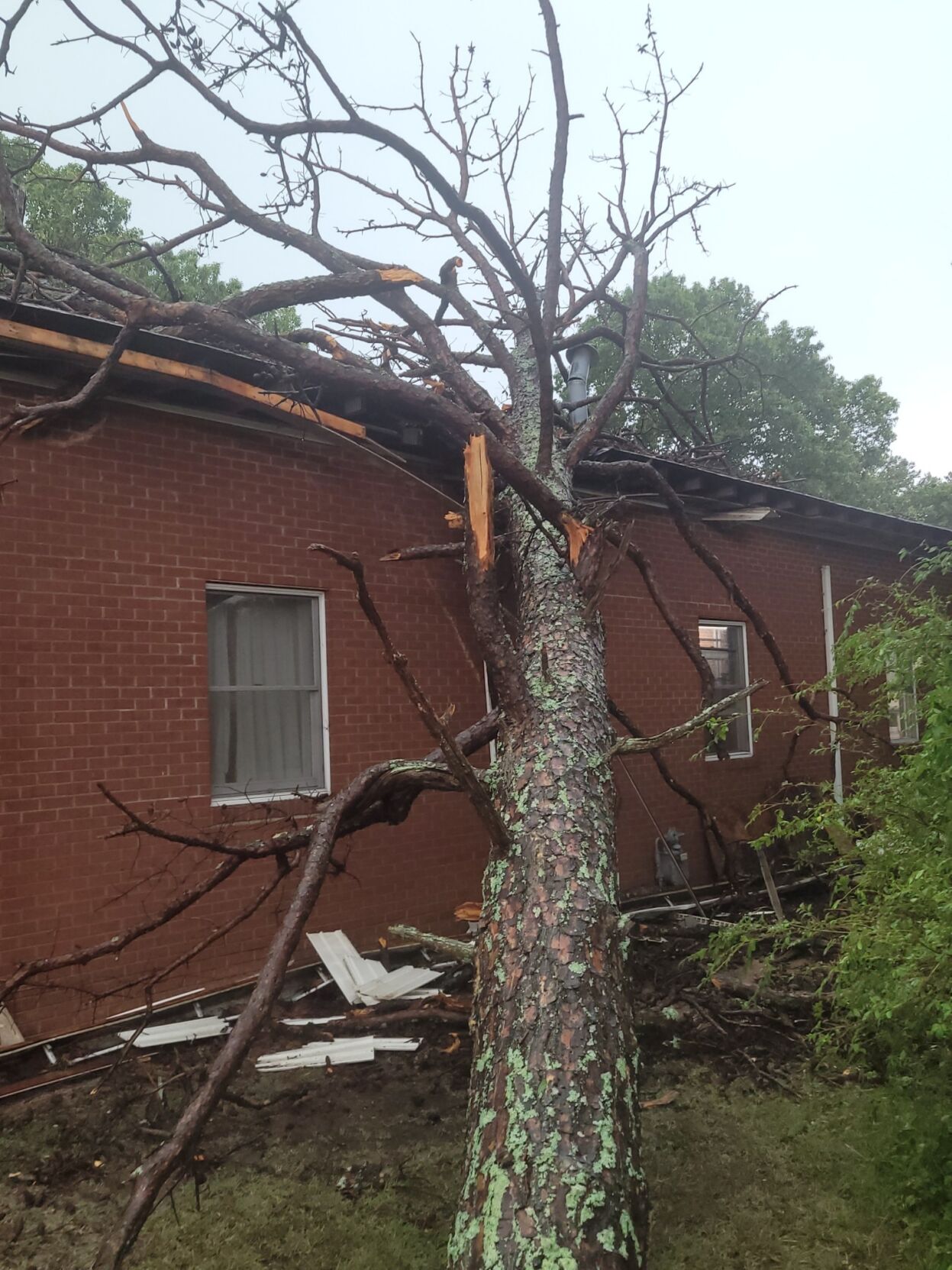 Tree on Kannapolis Fire Station 4
