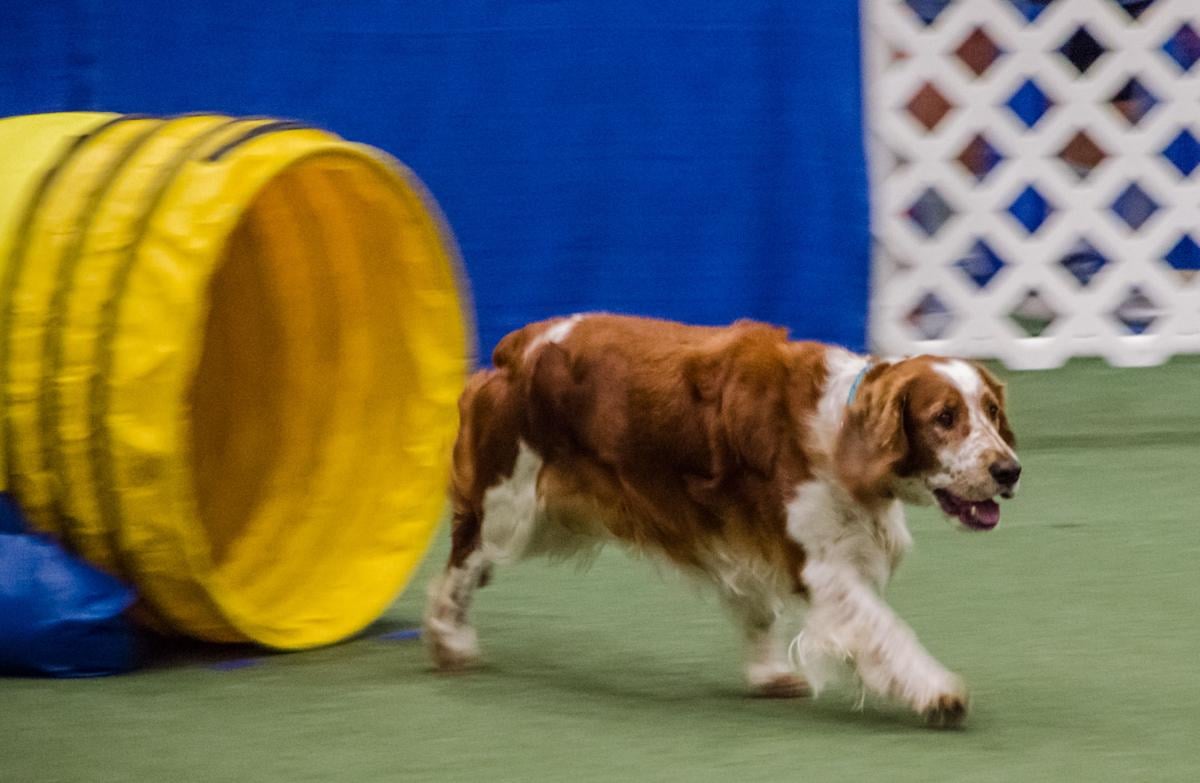 The Speedway Classic of the Carolinas Dog Show Gallery