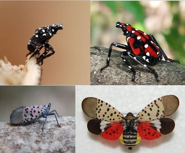 The spotted lanternfly nymph starts as a black bug with white polka-dots and eight legs. As it grows during the nymph stage, the black turns to a bright red. Adult spotted lanternflies look very different, now sporting a striped body with two sets of wi...