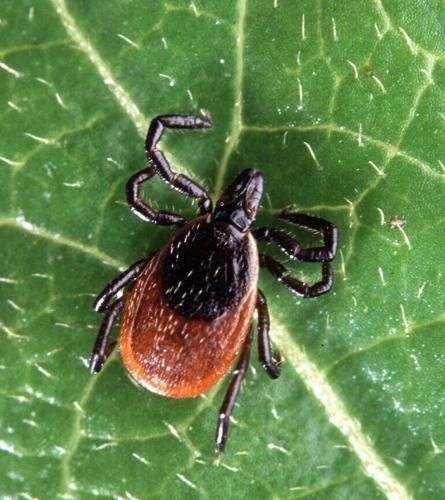 Deer tick.