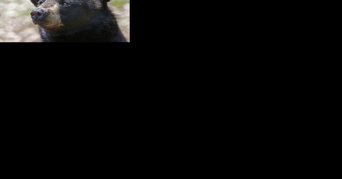 Does western NC have too many bears? And is more hunting the answer? - Vimarsana News